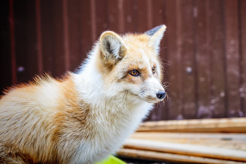 Domestic Golden Fox in Enclosure Stock Image - Image of furry, enclosure: 112463519 Domestic Golden Fox in Enclosure Stock Image - Image of furry, enclosure: 112463519