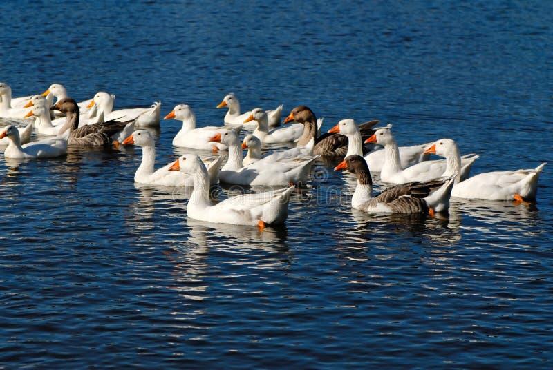 Domestic goose