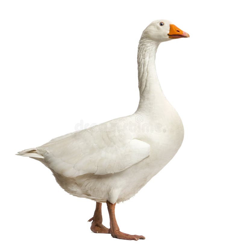 Domestic Goose (Anser anser domesticus) Dimensions & Drawings