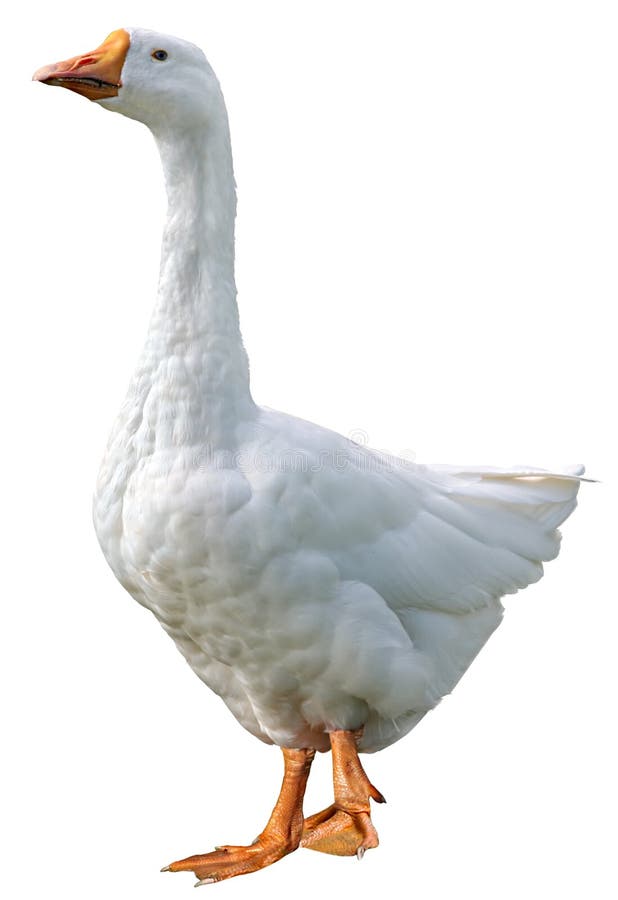 Domestic Goose Isolated on White Background Stock Image - Image of ...