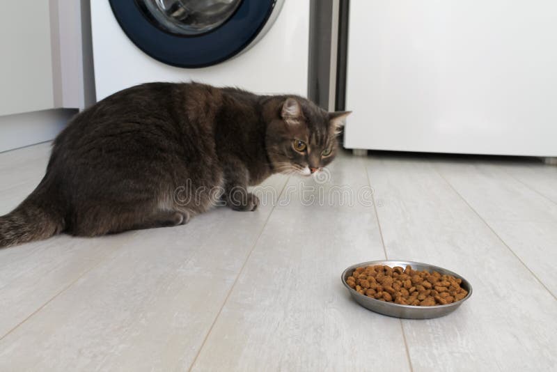 Kitten refuses to eat sales