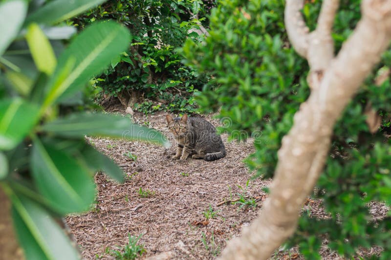 Domestic Gray Cat Hiding Behind Trees in the Garden. Stock Photo