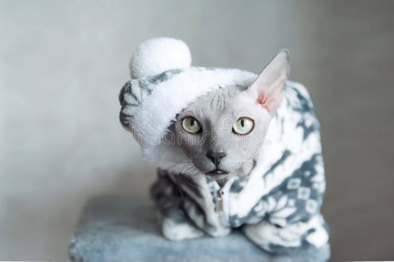 File:Sphynx cat wearing clothes.jpg - Wikipedia