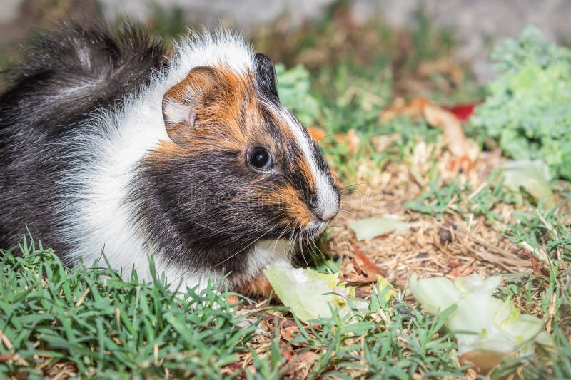 What do guinea pigs eat