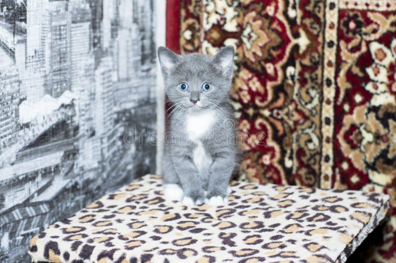 kitten scratching carpet