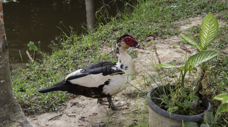 Domestic Muscovy duck at backyard countryside rural village free range urban farm