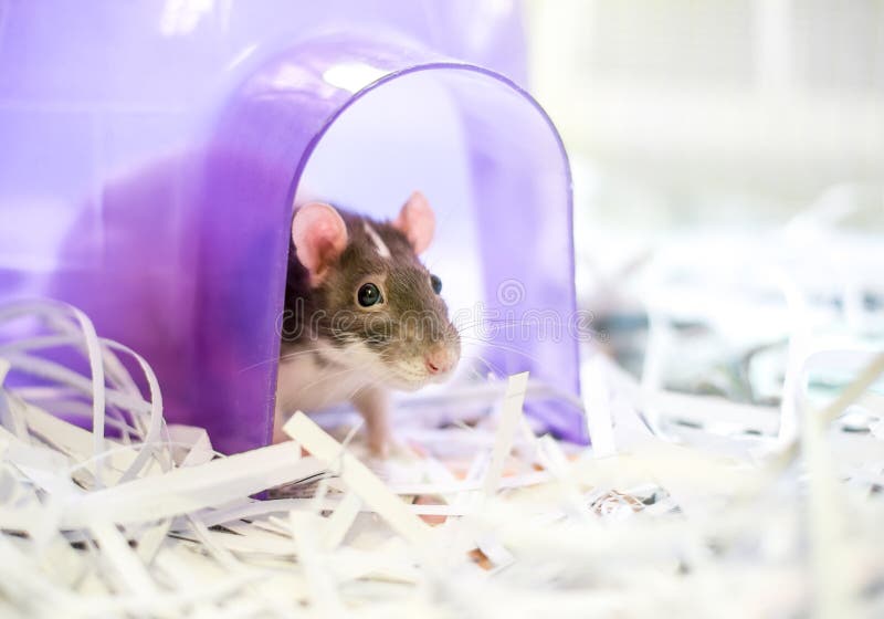 A Domestic Pet Rat in a Cage Stock Image Image of looking, domesticated 190822187