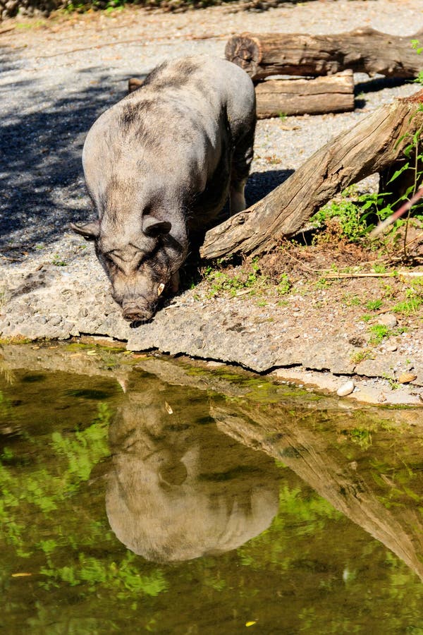 Domestic Pig Drinking Water from Pond in Farm Stock Photo Image of countryside, agriculture