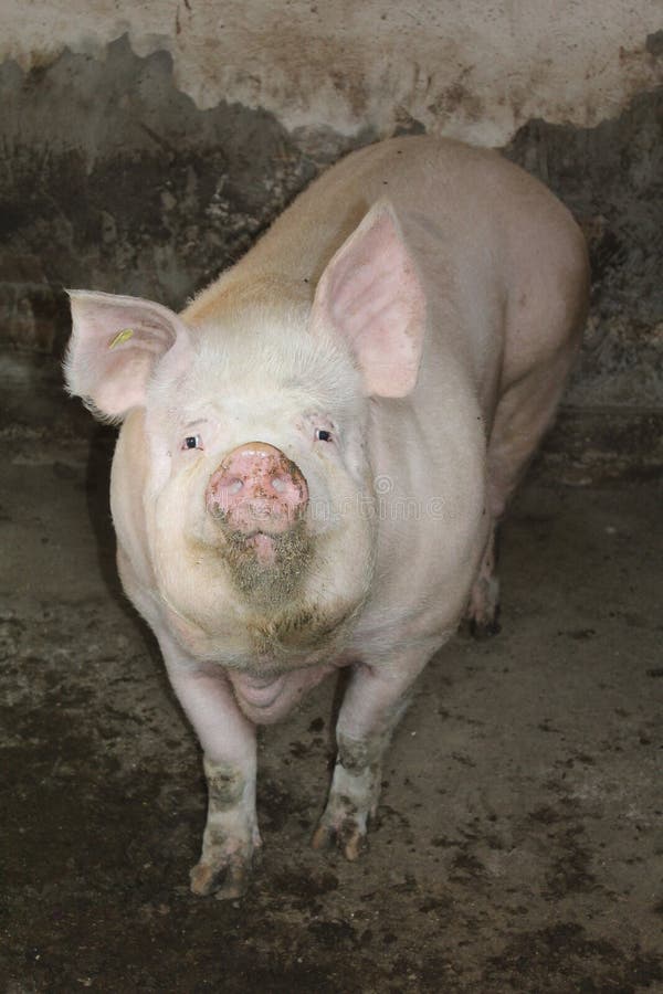 Domestic pigs MIKANA