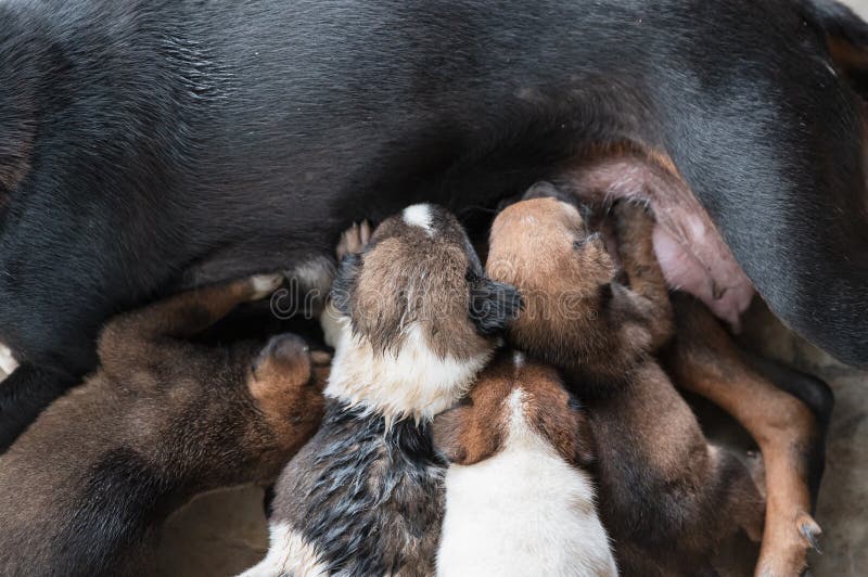 Puppies Sucking Milk From Breast Stock Photo - Image of ...