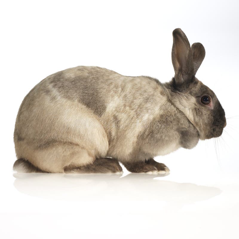 Domestic rabbit stock image