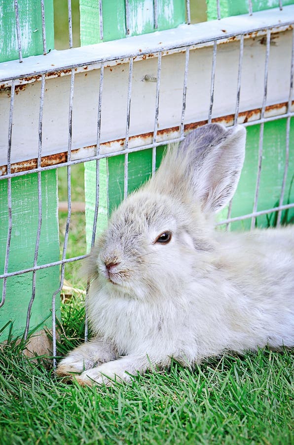 Cottontail Bunny Rabbit On Animal Farm Stock Photo Image of fluffy