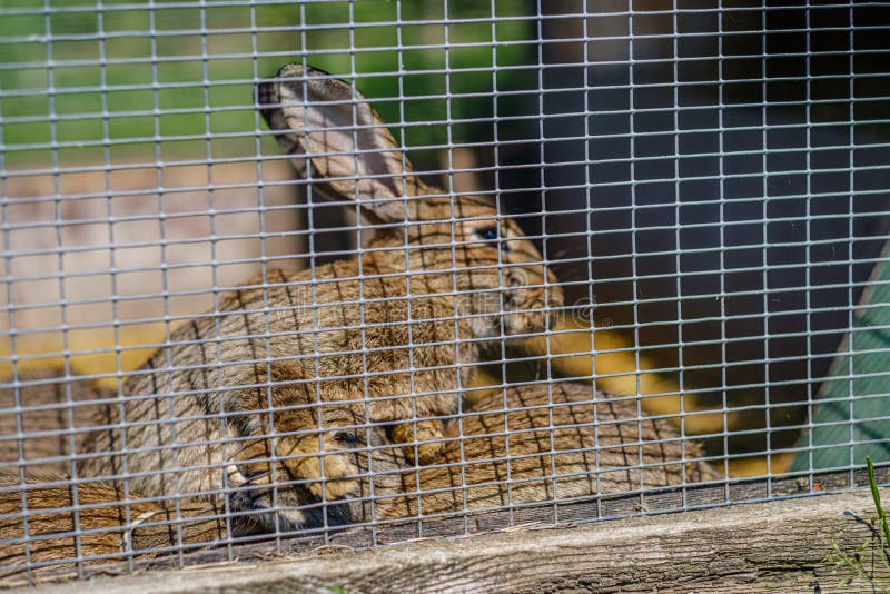 Domestic Rabbits in the Cages Behind Bars Stock Image Image of