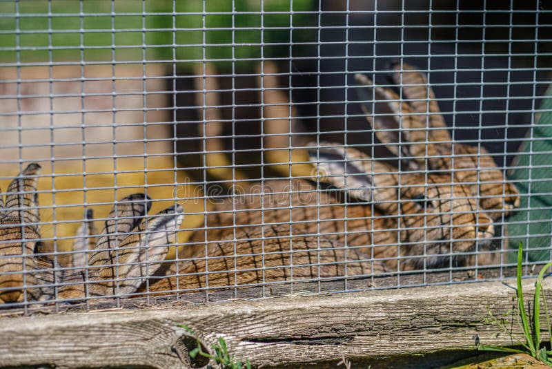 Domestic Rabbits in the Cages Behind Bars Stock Photo Image of