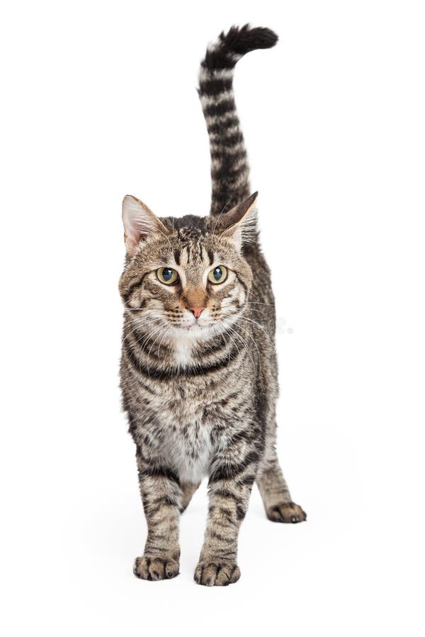 Domestic Shorthair Tabby Cat Standing