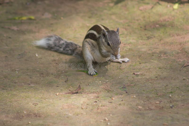 Domestic squirrel India stock image. Image of eating 57763527