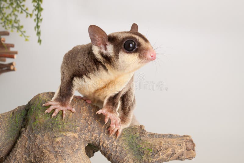 glider rodent