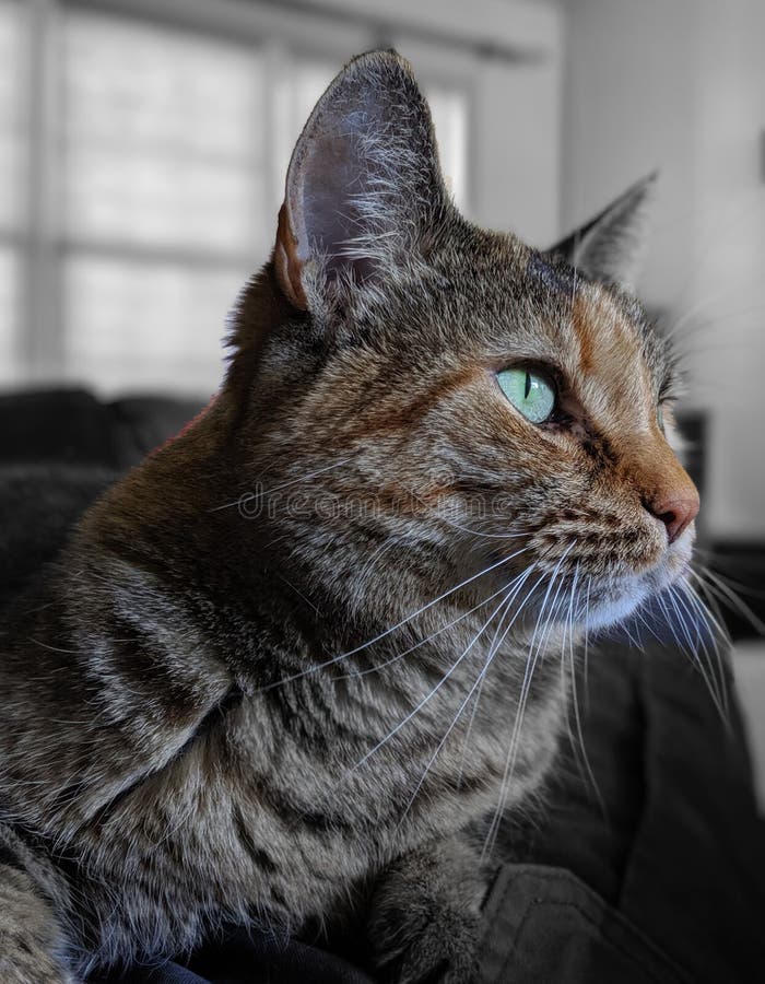 Tortoiseshell Torbie Domestic Cat With Upward Gaze Portrait Stock Image Image Of Canon Gray Tortoiseshell Torbie Domestic Cat With Upward Gaze Portrait Stock Image Image Of Canon Gray