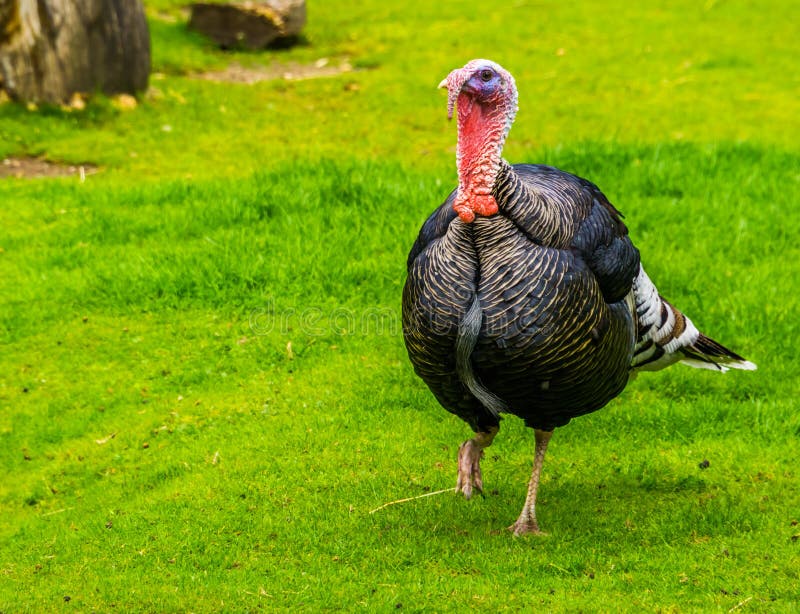 Domestic turkey walking through the grass in closeup, popular animal farm pets, Bird specie from mexico and europe