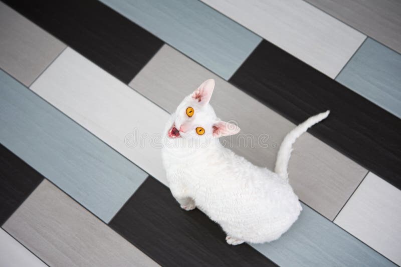 Domestic white cat Cornish Rex asks for food sitting on the tile. stock photography
