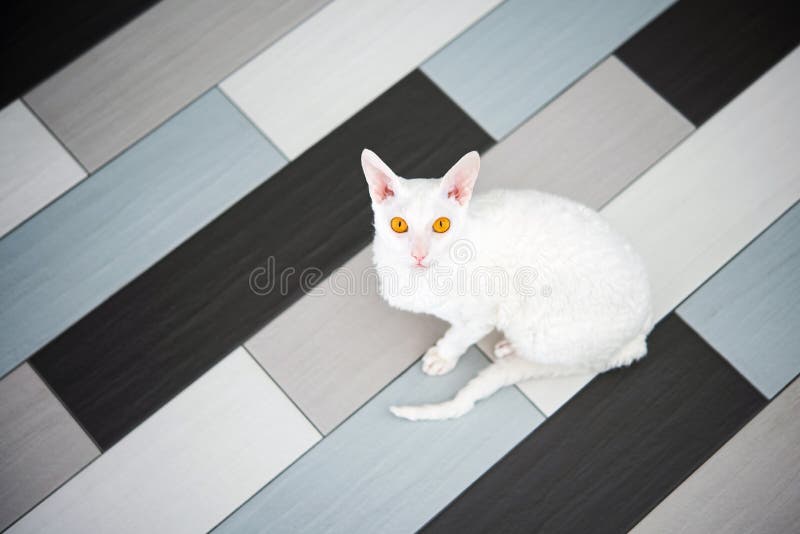 Domestic white cat Cornish Rex look the camera sitting on the tile. stock image