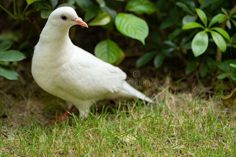 Domestic White Pigeon Standing on the Floor Horizontal Composition