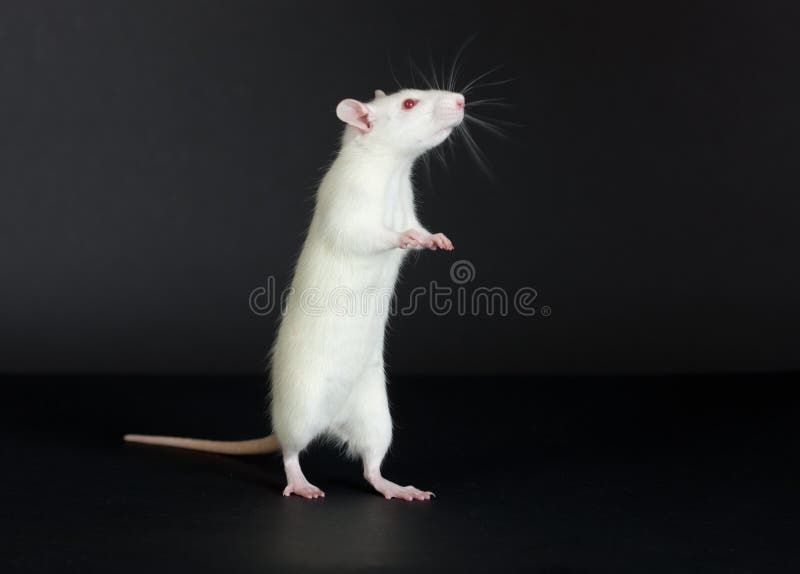 Domestic white rat stock image