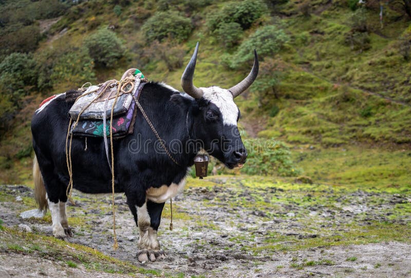 132 Sikkim Animals Stock Photos - Free & Royalty-Free Stock Photos from Dreamstime 132 Sikkim Animals Stock Photos - Free & Royalty-Free Stock Photos from Dreamstime