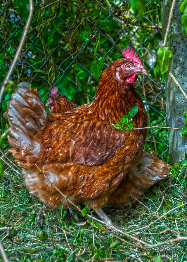 Domesticated Chicken stock image. Image of chicken, livestock 31531207