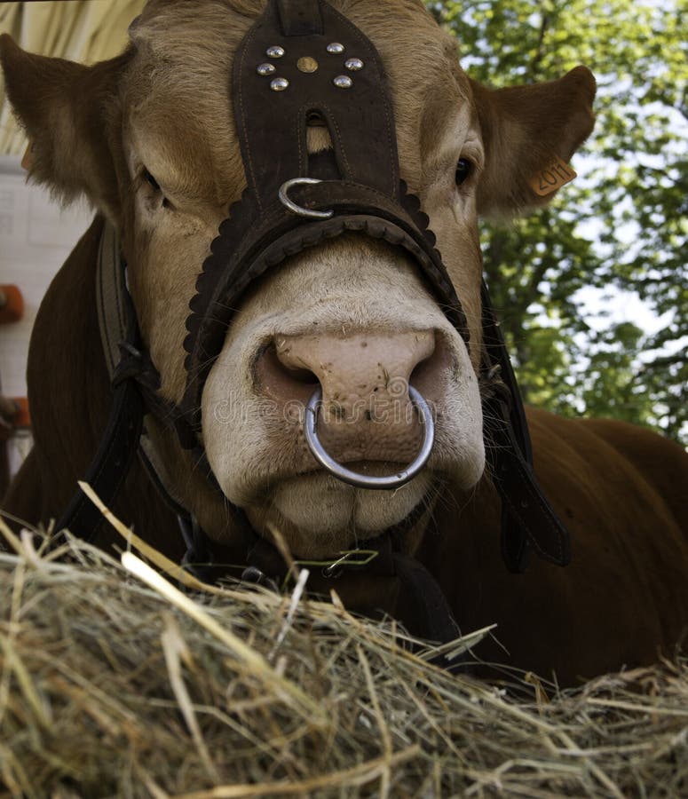 Domesticated Cow With Nose Ring Stock Image - Image of veal, animal