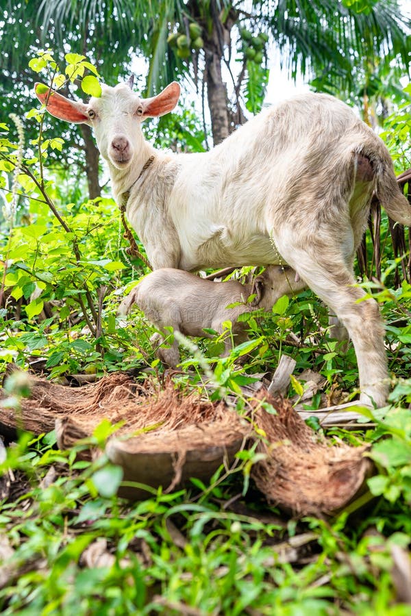 Domesticated Goats As Farm Animals for Meat Consumption Stock Photo
