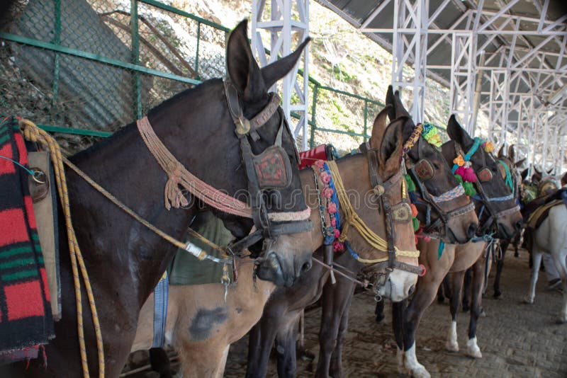 Mules or Pony Used As a Carriage for Transportation of People and Luggage  in Hilly Terrains. Vaishno Devi Mountains Concept Stock Photo - Image of  animals, india: 162204564