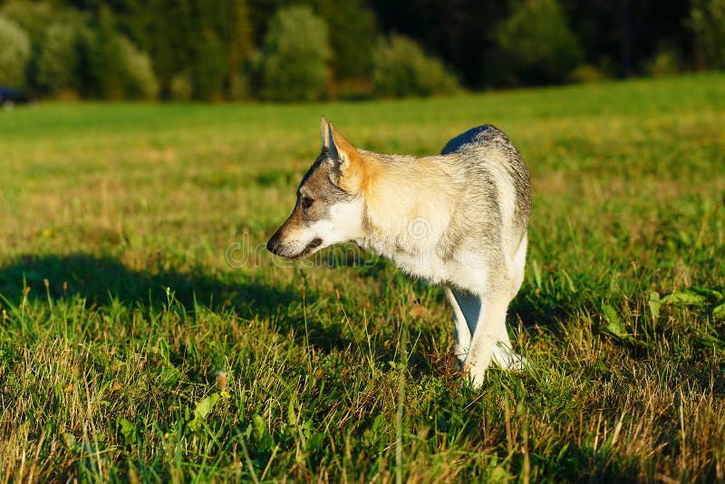 Domesticated Wolf Dog on a Meadow. Czechoslovakian Shepherd. Stock Image Image of
