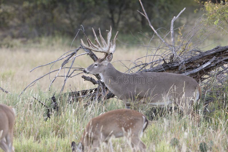 Dominant Buck watching over does royalty free stock photo