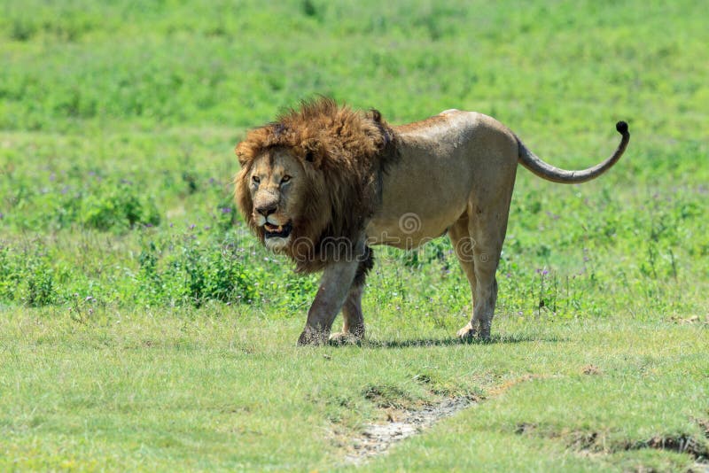 A dominant male African lion from the Ngorongoro pride stock photography A dominant male African lion from the Ngorongoro pride stock photography
