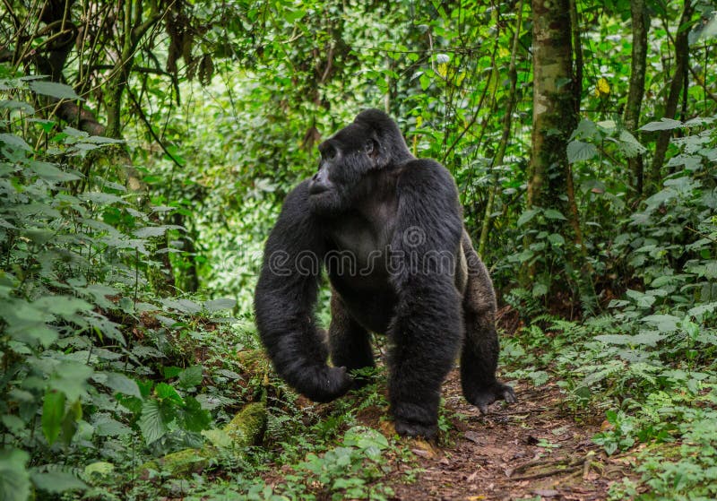 Dominant male mountain gorilla in rainforest. Uganda. Bwindi Impenetrable Forest National Park. An excellent illustration.