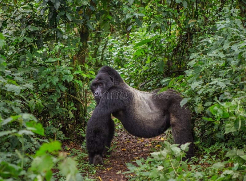 Dominant male mountain gorilla in rainforest. Uganda. Bwindi Impenetrable Forest National Park. An excellent illustration.