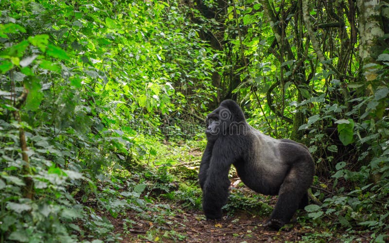 Dominant male mountain gorilla in rainforest. Uganda. Bwindi Impenetrable Forest National Park. An excellent illustration.