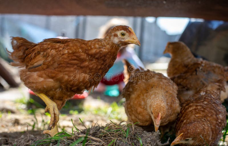 chicken age progression chicken age progression