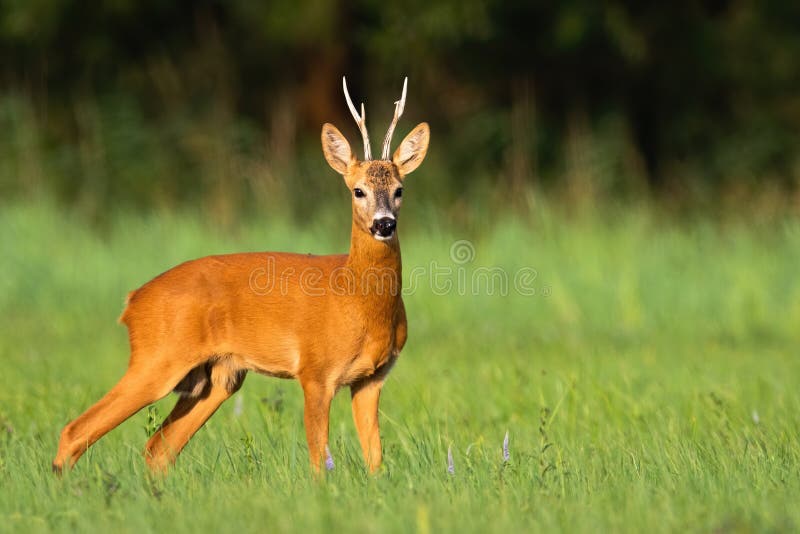 Dominant Roe Deer Buck Looking Around On A Green Meadow In Summer