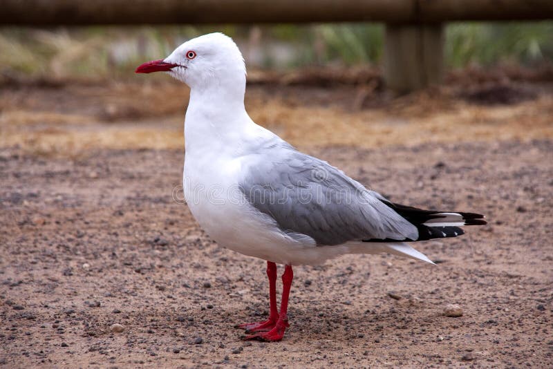 Dominicanus larus чайки gullkelp келпа dominicanus larus большая чайка щедрая на австралийском побережье. Австралия стоковое фото rf