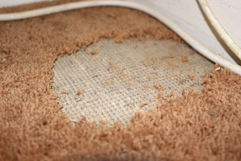 Close up of damage caused by carpet moths. Close up of damage caused by carpet moths