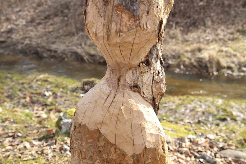 Dommages d'arbre de castor Ils réduiront régulièrement des arbres Les castors mangent en grande partie l'écorce et les feuilles d images libres de droits Dommages d'arbre de castor Ils réduiront régulièrement des arbres Les castors mangent en grande partie l'écorce et les feuilles d images libres de droits