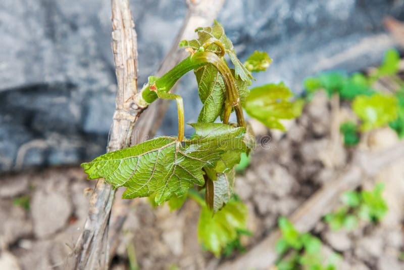Dommages causés par le gel au printemps dans le vignoble photos libres de droits