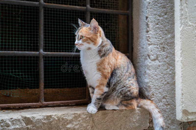 Domowe krótkie włosy kot tabby siedzący na parapecie. koty w Wenecji.