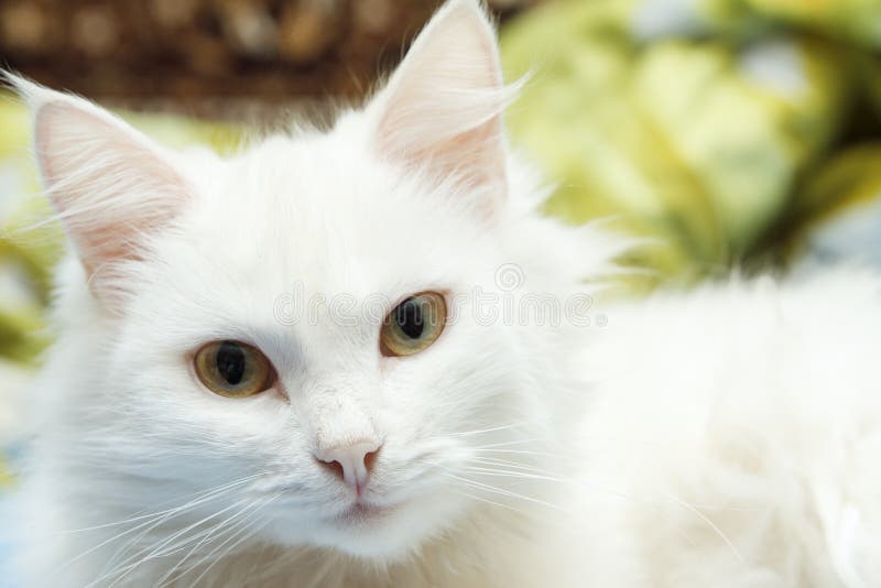 Domowy kot patrzeje kamerę Zakończenie portret zdjęcie royalty free Domowy kot patrzeje kamerę Zakończenie portret zdjęcie royalty free