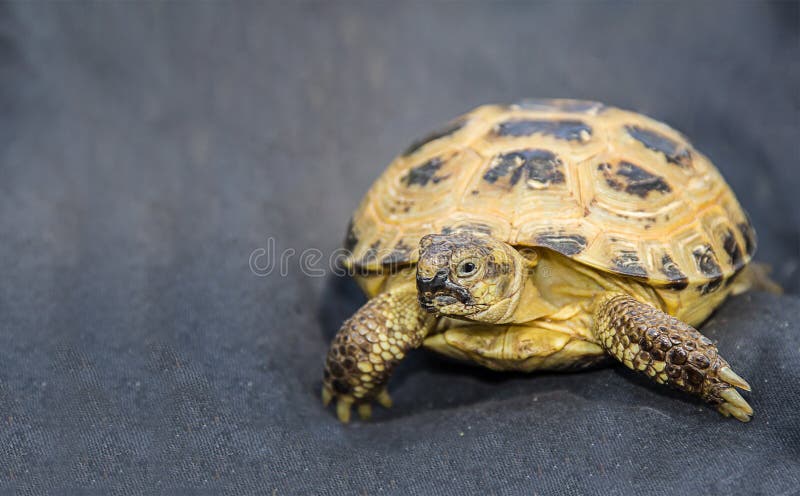 Domowy zwierzęcia domowego tortoise na zmroku - błękitny tekstylny tła zakończenia widok ostrożnie intrygujący obrazy royalty free Domowy zwierzęcia domowego tortoise na zmroku - błękitny tekstylny tła zakończenia widok ostrożnie intrygujący obrazy royalty free