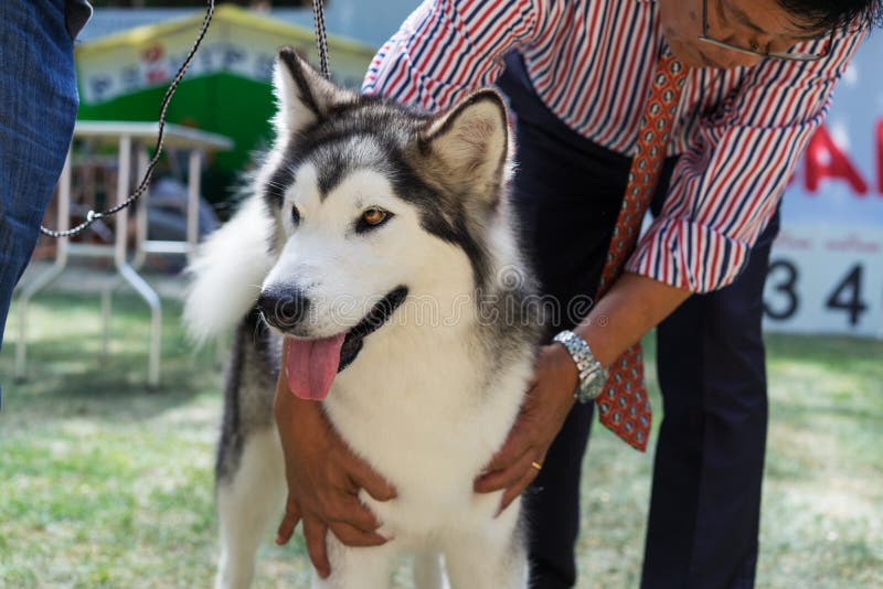 DON, ROSJA -20 Lipiec, 2017, sędzia przy wystawą psy egzamininuje psa trakenu Alaski Malamute fotografia stock DON, ROSJA -20 Lipiec, 2017, sędzia przy wystawą psy egzamininuje psa trakenu Alaski Malamute fotografia stock
