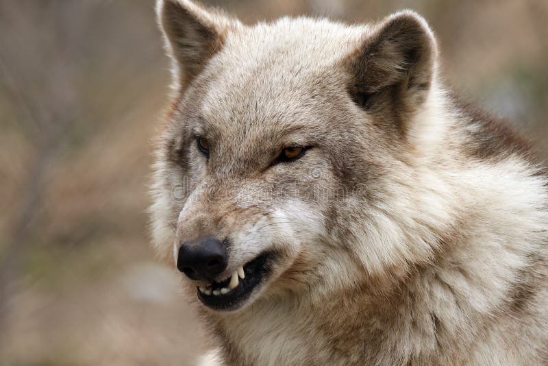 2 381 Wolf Teeth Photos Free Royalty Free Stock Photos From Dreamstime