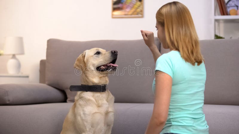 dona de cachorro fêmea ensinando comandos de animais de estimação labrador, cinologia, disciplina